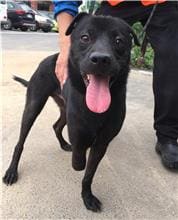 Photo of No. DAAAG1101126002, Adult · Male · Medium · Mixed breed