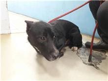 Photo of No. 111022303, Adult · Male · Medium · Mixed breed
