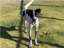 Photo of No. RAAAG1100410003, Adult · Male · Medium · Mixed breed