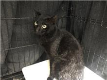 Photo of No. 111033004, Adult · Female · Medium · Mixed breed