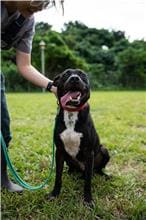 Photo of No. 106030203, Adult · Male · Medium · Mixed breed