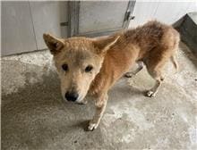 Photo of No. 1110120D02, Adult · Female · Large · Mixed breed