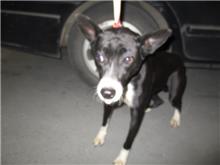 Photo of No. CAAAG1080201010, Female · Medium · Mixed breed