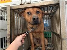 Photo of No. CAAAG1110318008, Adult · Male · Medium · Mixed breed