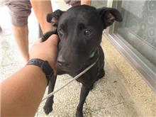 Photo of No. CAAAG1071117005, Adult · Female · Medium · Mixed breed