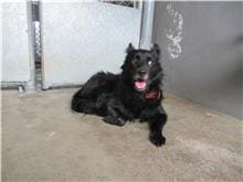 Photo of No. RAAAG1091113002, Adult · Male · Medium · Mixed breed