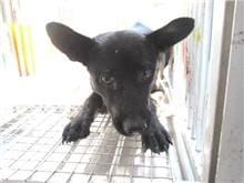 Photo of No. CAAAG1060216007, Female · Medium · Mixed breed