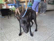 Photo of No. CAAAG1060716001, Adult · Female · Medium · Mixed breed