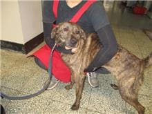 Photo of No. CAAAG1100123008, Adult · Male · Medium · Mixed breed