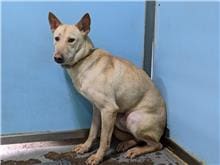 Photo of No. 109102501, Adult · Male · Medium · Mixed breed