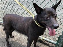 Photo of No. 107050503, Young · Male · Medium · Mixed breed