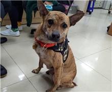 Tabby adult male mixed-breed dog, Medium, shelter no. …0301