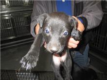 Photo of No. CAAAG1071210020, Adult · Male · Small · Mixed breed