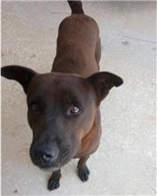 Photo of No. 1080716D02, Adult · Male · Medium · Mixed breed