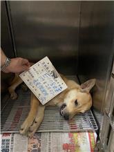 Tan male mixed-breed dog, Large, shelter no. …008D