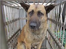 Photo of No. CAAAG1070417018, Adult · Male · Medium · Mixed breed