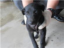 Photo of No. RAAAG1080614009, Adult · Male · Small · Mixed breed