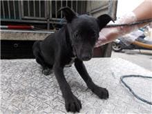 Black adult female mixed-breed dog, Medium, shelter no. …5653