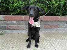 Photo of No. HAAAG1051117039, Male · Medium · Mixed breed