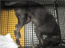 Photo of No. CAAAG1060428002, Adult · Male · Medium · Mixed breed