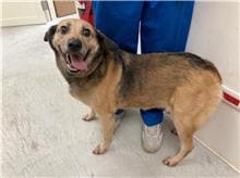 Photo of No. 111072213, Adult · Female · Medium · Mixed breed
