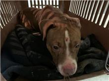 Photo of No. CAAAG1100114005, Adult · Male · Medium · American Pit Bull Terrier
