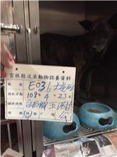 Photo of No. 108-E036D, Adult · Male · Large · Mixed breed