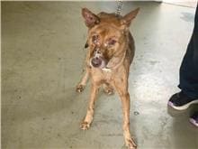 Tan adult female mixed-breed dog, Medium, shelter no. …0504