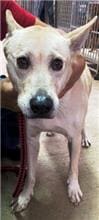 Photo of No. QAAAG1091030002, Adult · Male · Medium · Mixed breed