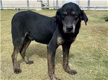 Photo of No. RAAAG1050803001, Adult · Male · Small · Mixed breed