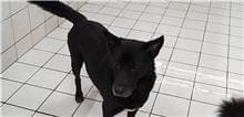 Photo of No. AAAIG1110428001, Adult · Male · Medium · Mixed breed