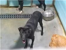 Photo of No. 110062912, Adult · Female · Medium · Mixed breed