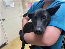 Black young male mixed-breed dog, Medium, shelter no. …3006