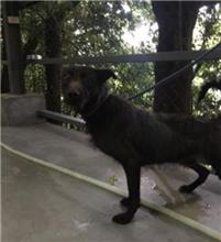 Photo of No. AAAHG107031501, Adult · Male · Medium · Mixed breed