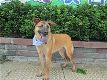 Photo of No. HAAAG1051118244, Adult · Male · Medium · Mixed breed