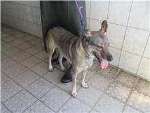 Photo of No. HAAAG1101027540, Adult · Female · Medium · Mixed breed