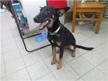 Photo of No. HAAAG1060511146, Adult · Female · Medium · Mixed breed