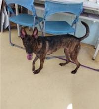 Tabby adult female mixed-breed dog, Medium, shelter no. …9002