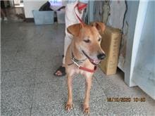Photo of No. CAAAG1091018001, Male · Medium · Mixed breed