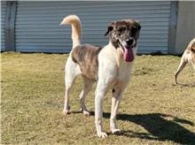 Photo of No. RAAAG1051124001, Adult · Female · Medium · Mixed breed