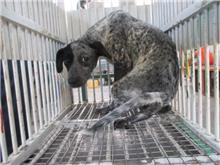 Photo of No. CAAAG1070531006, Male · Medium · Mixed breed