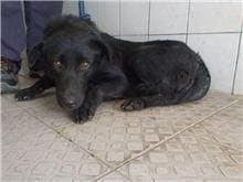 Photo of No. HAAAG1060606059, Adult · Female · Medium · Mixed breed