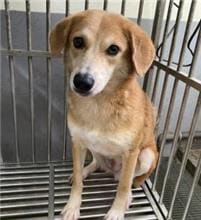 Tan adult female mixed-breed dog, Medium, shelter no. …2001