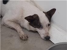 Photo of No. 111052307, Adult · Male · Medium · Mixed breed