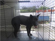 Photo of No. CAAAG1070817006, Adult · Male · Medium · Mixed breed