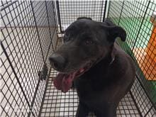 Black adult male mixed-breed dog, Large, shelter no. …3D02