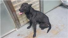 Black adult male mixed-breed dog, Medium, shelter no. …0907