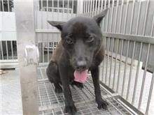 Black male mixed-breed dog, Medium, shelter no. …5017