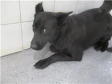 Photo of No. CAAAG1071030012, Adult · Female · Medium · Mixed breed