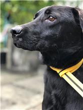 Photo of No. 107121905, Young · Male · Small · Mixed breed